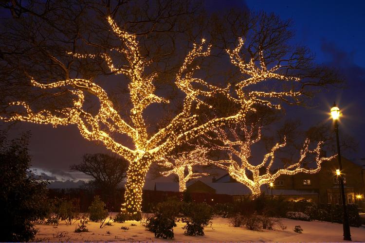  красивые новогодние деревья с подсветкой